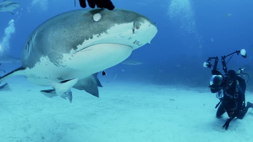 A shark is swimming around some divers
