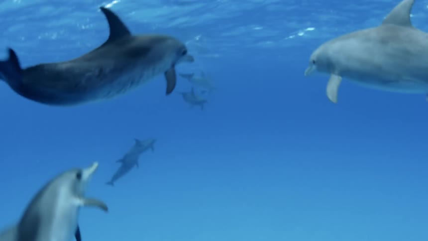 Dolphins are swimming and playing in the ocean during the day