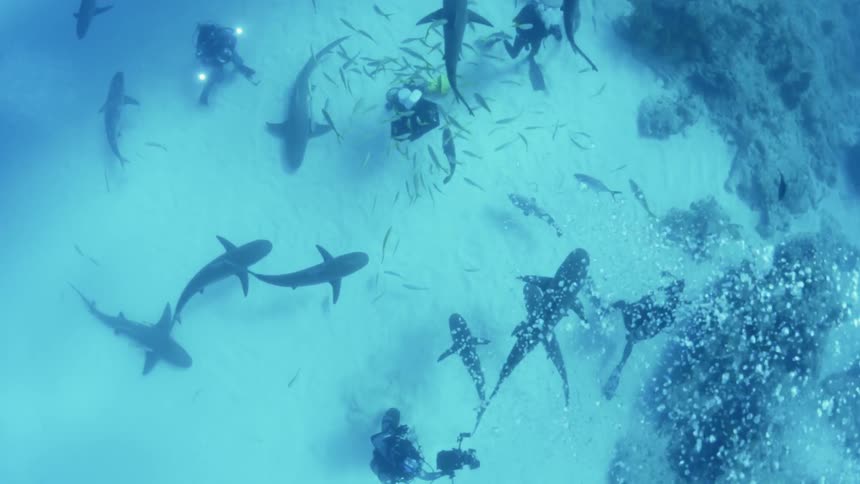 Divers are filming sharks as they circle around them near the ocean floor in daylight