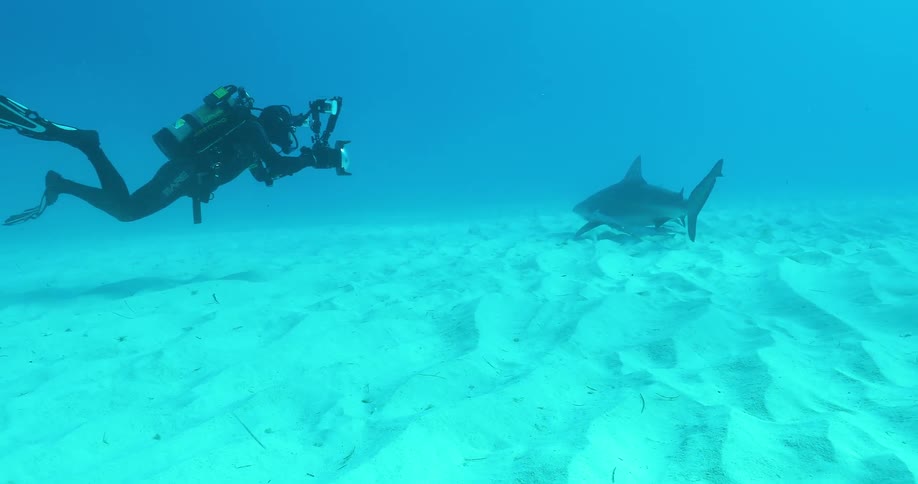 A diver photographs a shark in the ocean