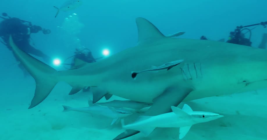 Divers photograph a shark in the ocean