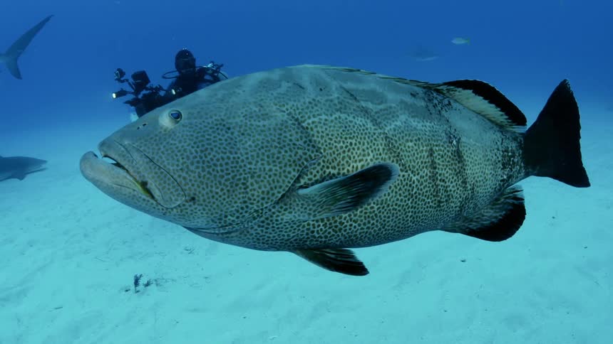 A scuba diver stands on the sandy bottom and films sharks