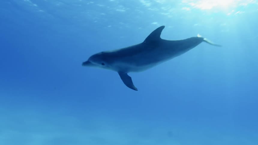 A person swims near the surface of the ocean as a dolphin is seen swimming through the water below