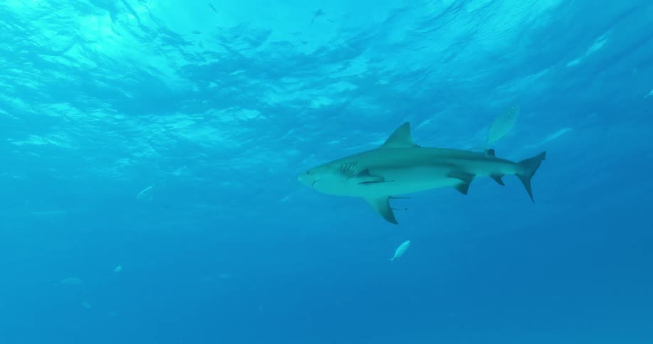A shark swims toward the surface