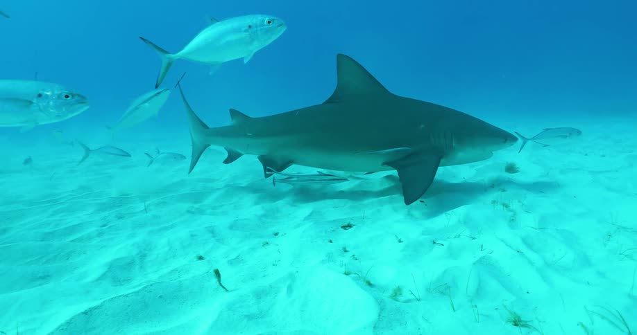 Sharks and fish swim at the bottom of the ocean