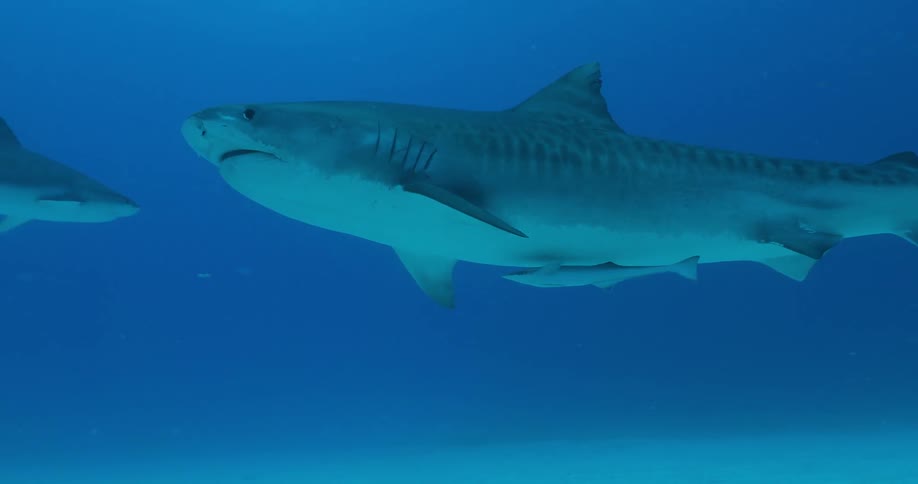 Sharks and fish swim in the ocean