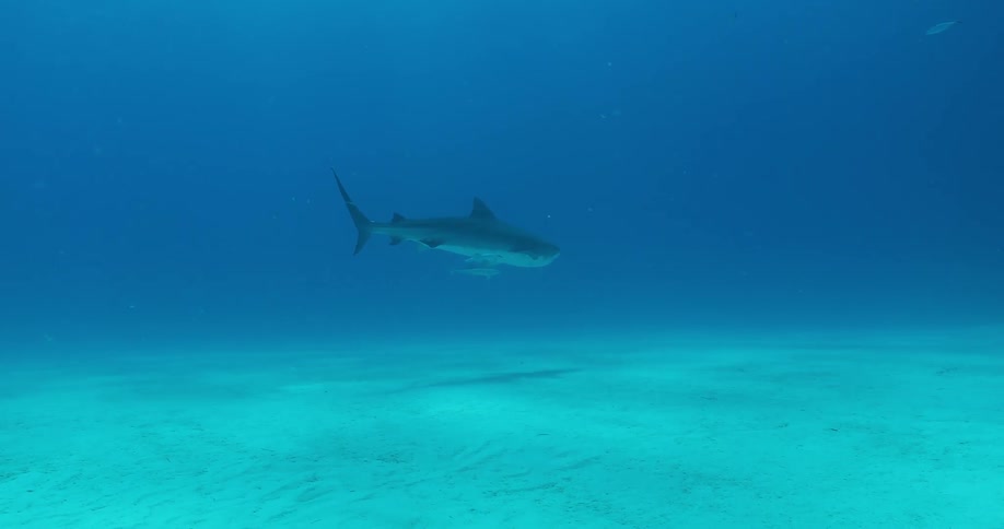 A shark swims in the ocean