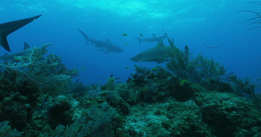 A group of sharks is swimming above a reef underwater during the day