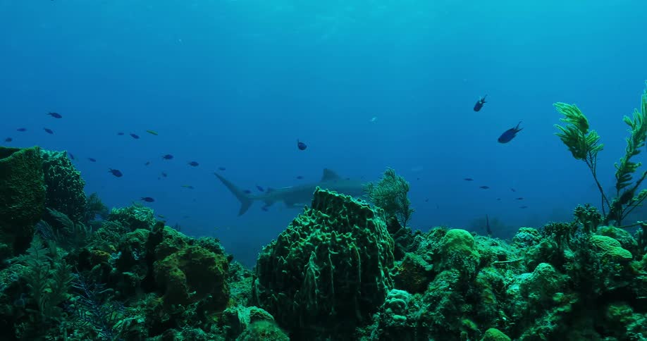 Fish and sharks swim near the reef