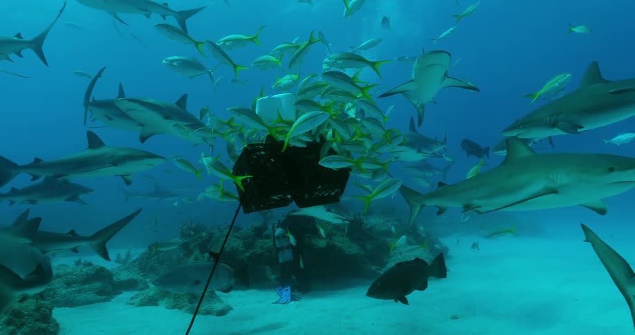 Sharks and fish swim in the ocean