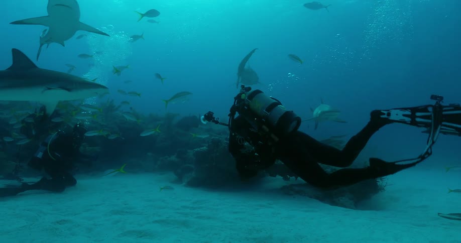 A diver swims with sharks and fish