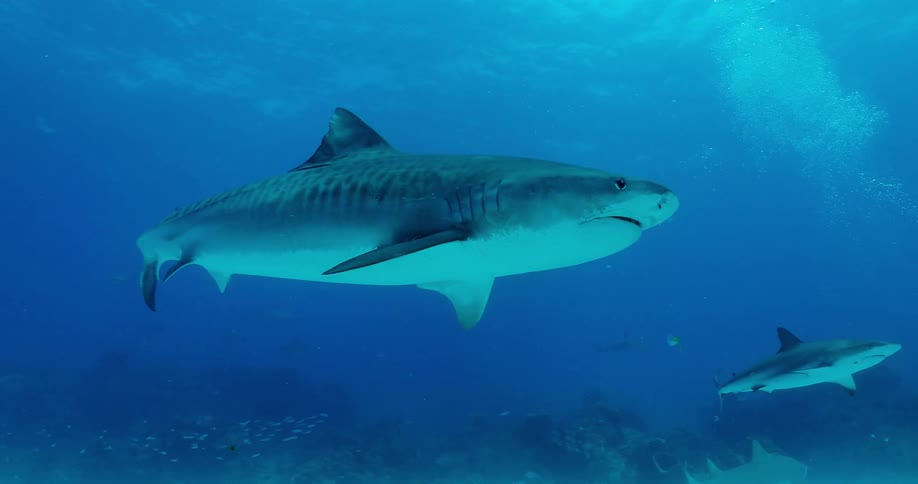 A diver swims with sharks and fish