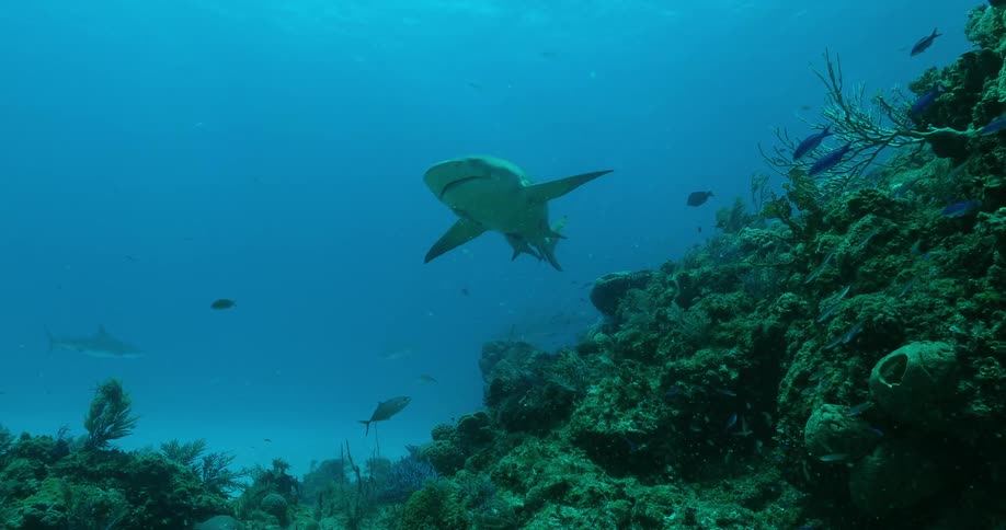 A shark and fish swim in the ocean