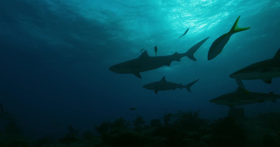 Sharks and fish swim at the bottom of the ocean