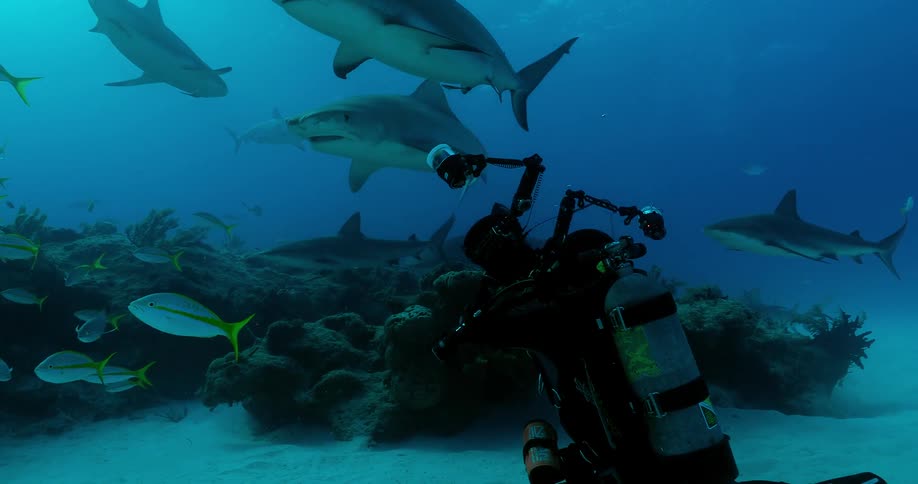 A camera person is filming sharks swimming underwater