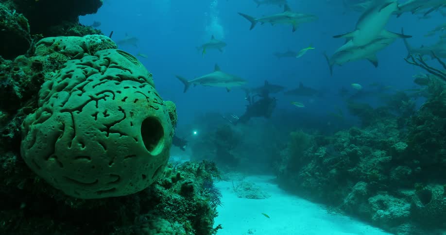 Divers swim with sharks in the ocean