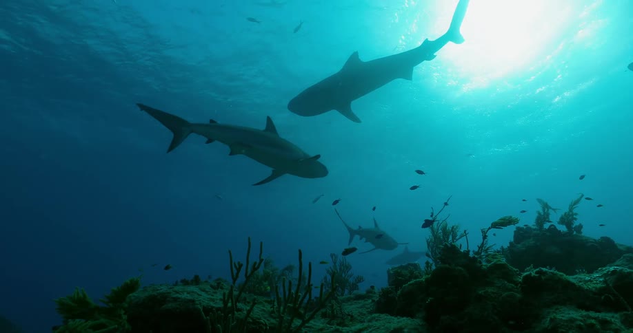 Sharks and fish swim in the ocean