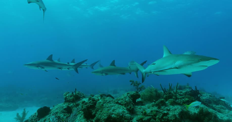 Sharks and fish swim in the ocean