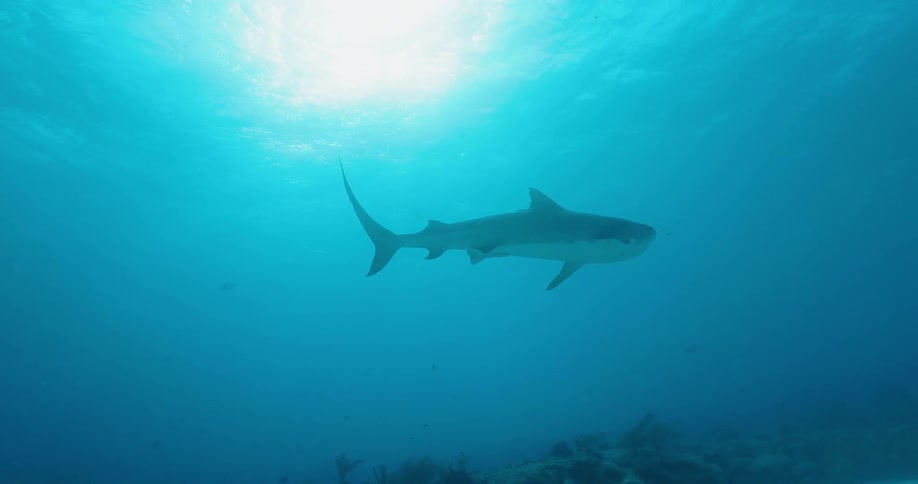 A shark and large fish swim underwater