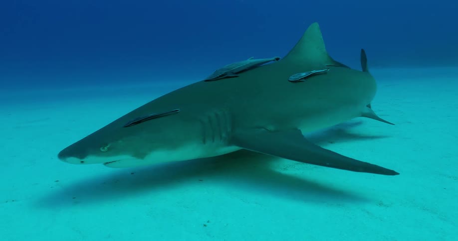 A shark swims at the bottom of the ocean