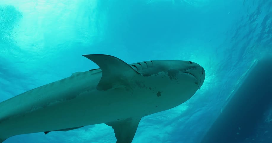 Sharks and fish swim in the ocean