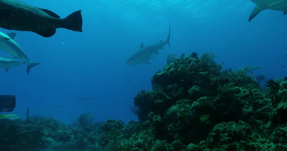 Sharks and fish swim at the bottom of the ocean