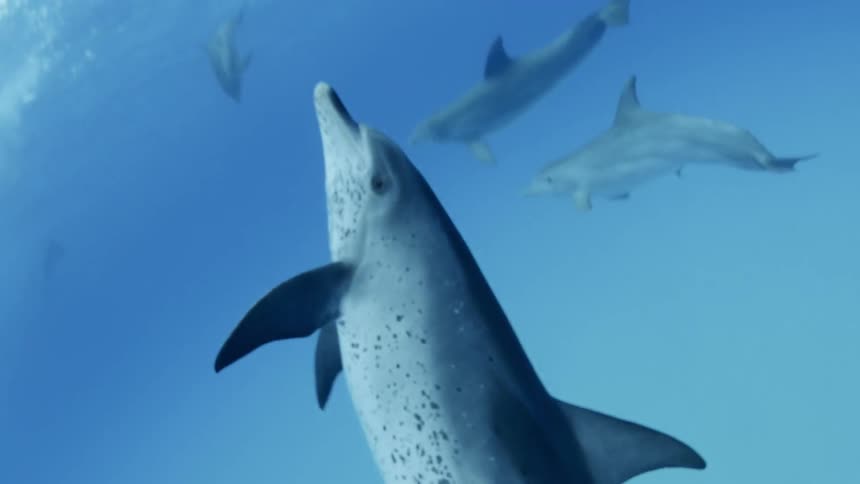 A large group of dolphins swim underwater