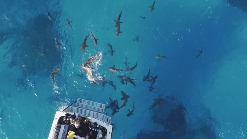 Sharks swarm near a boat in the ocean