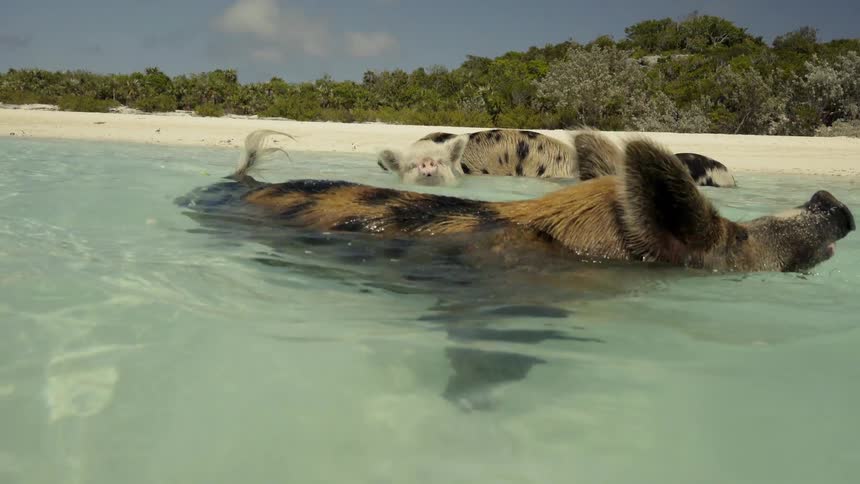 Pigs swimming at the beach