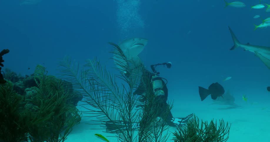A diver swims at the bottom of the ocean with sharks and fish