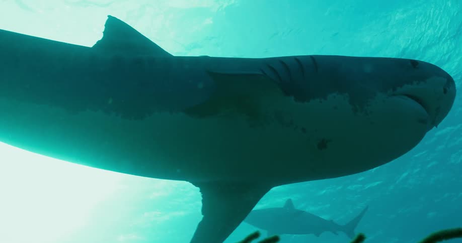 A shark swims in the ocean