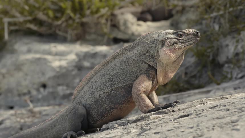 A large lizard walks on the sand