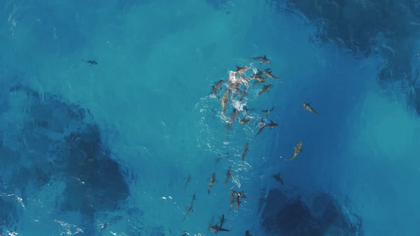Sharks swim near a boat in the ocean
