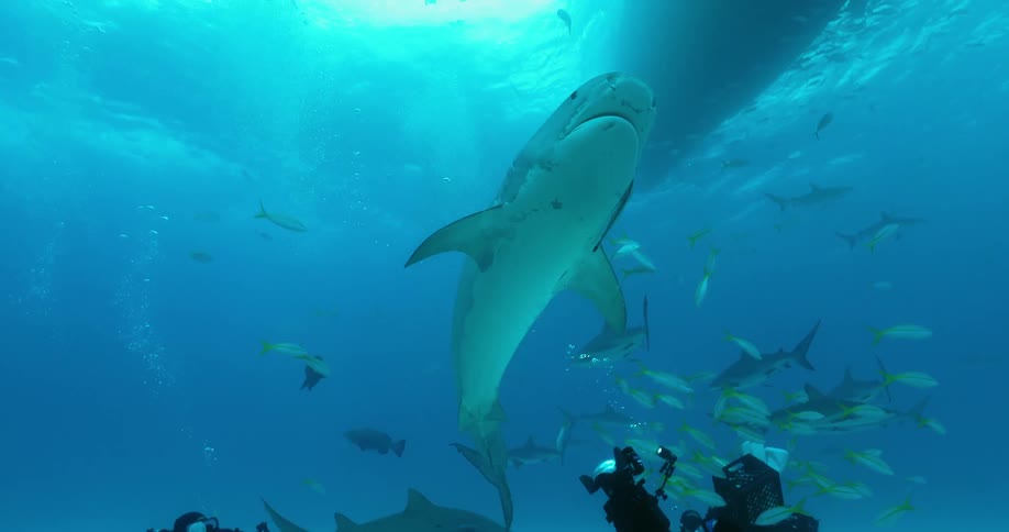 Divers swim with sharks and fish in an ocean