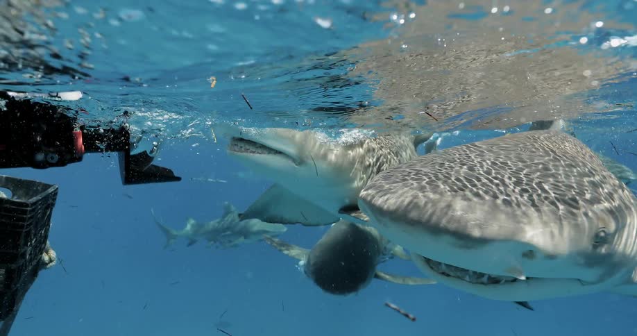 Sharks swim near a boat in the ocean