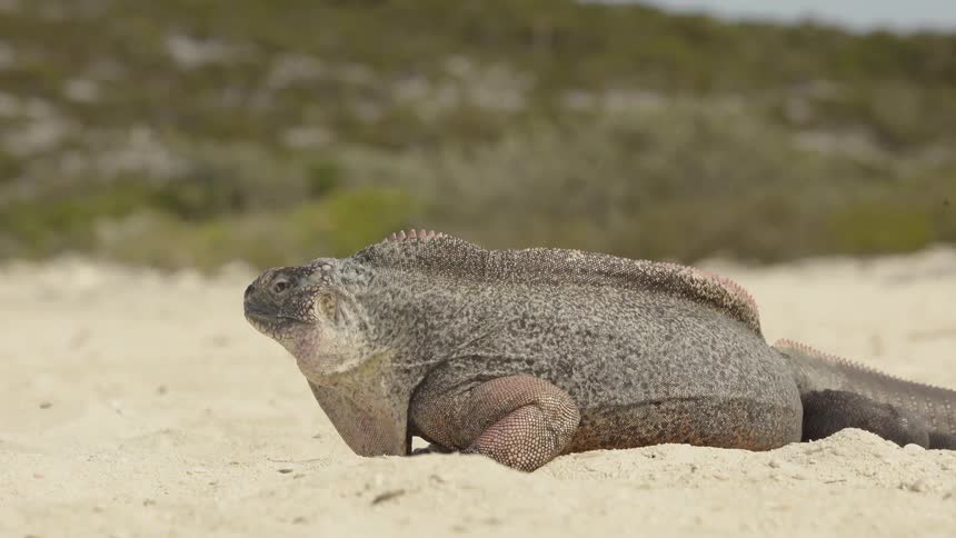 A large reptile chuffs while standing on sand