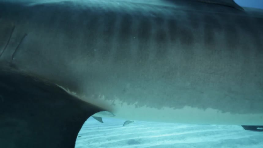 Sharks and fish swim in the ocean