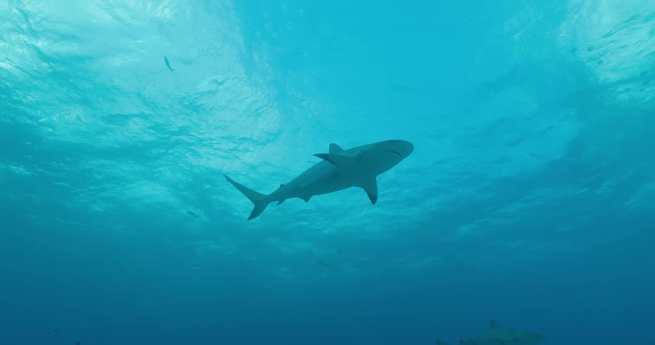 Sharks swim in the ocean