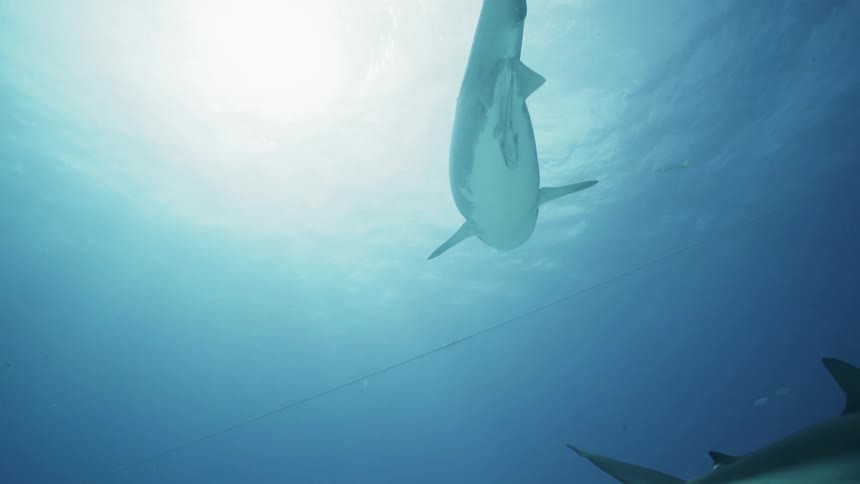 Sharks swimming in the ocean
