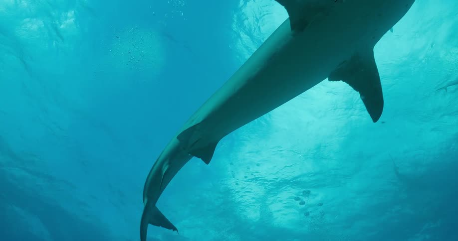 A shark swims underwater