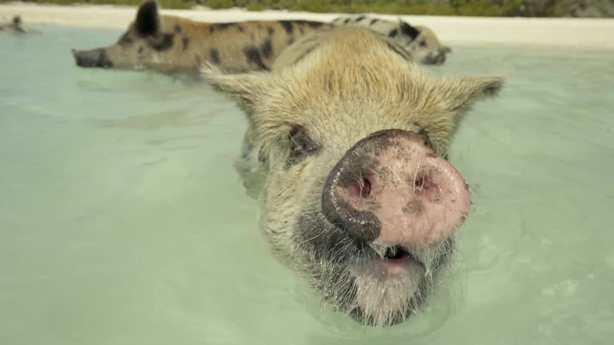 Pigs swim on a beach