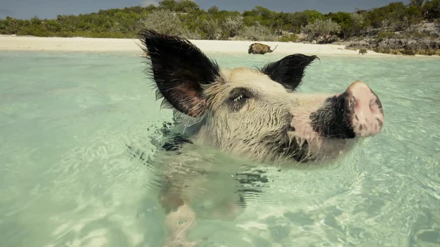 Wild pigs swim in shallow water on the beach