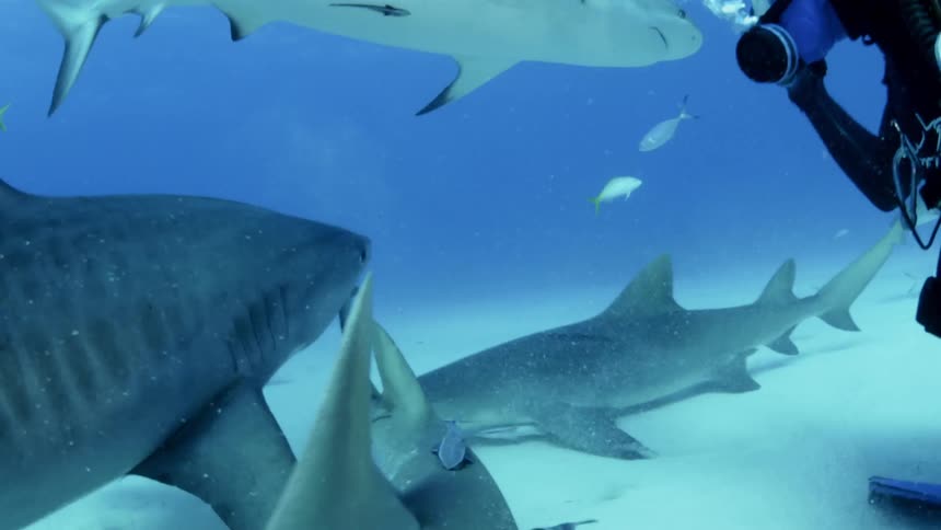A diver pets the head of a shark