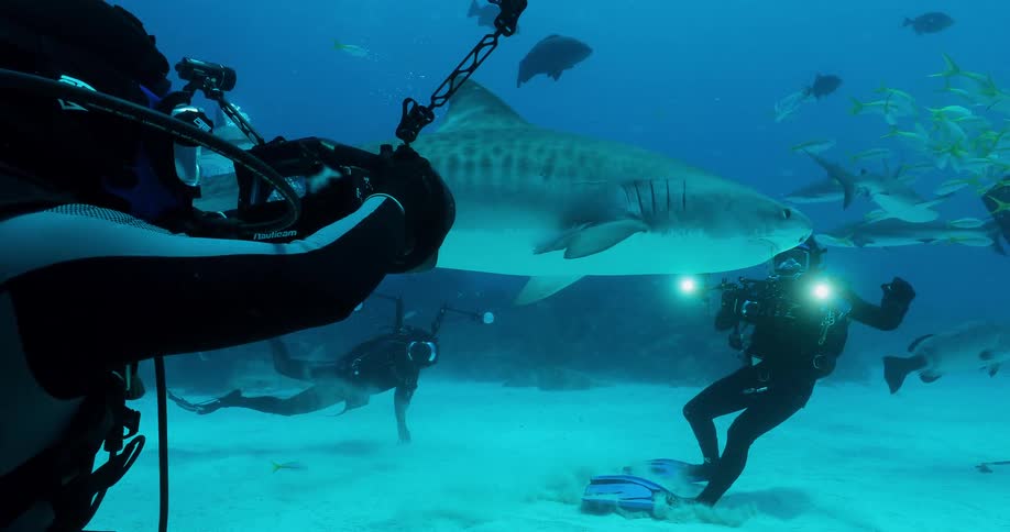 The scuba divers are filming the fish and sharks swimming underwater