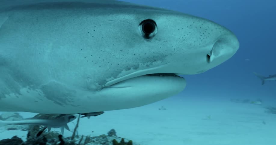 Fish swim beside and under a shark in the ocean