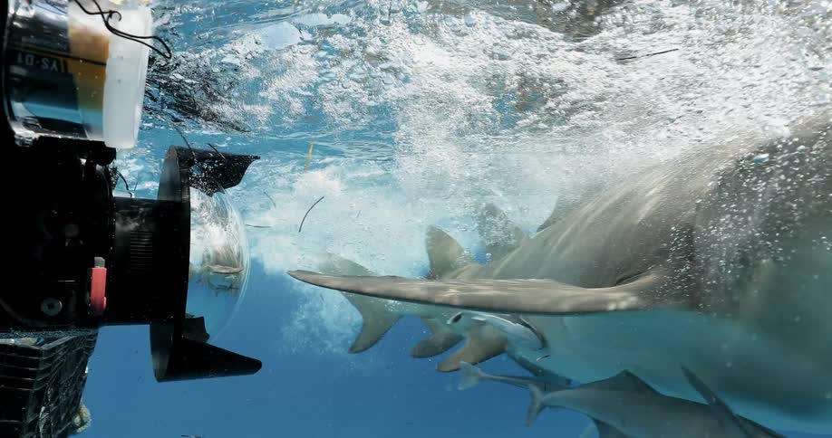 Sharks and fish swim by a cage underwater