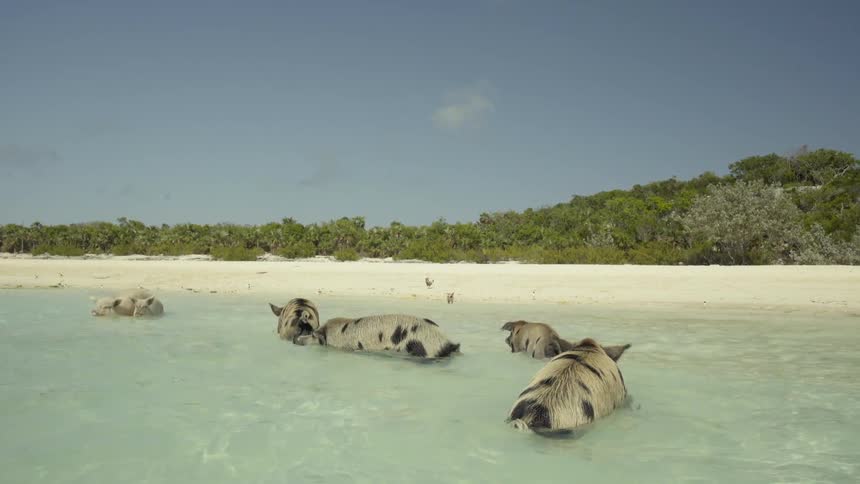 Pigs swim on a beach