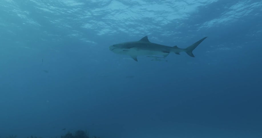 A large shark swims just below the surface of the water