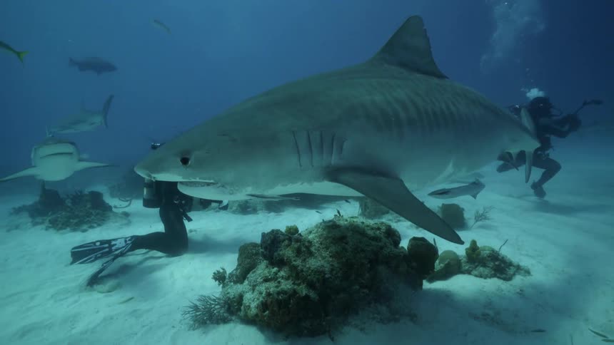 Divers swim with sharks and fish in the ocean
