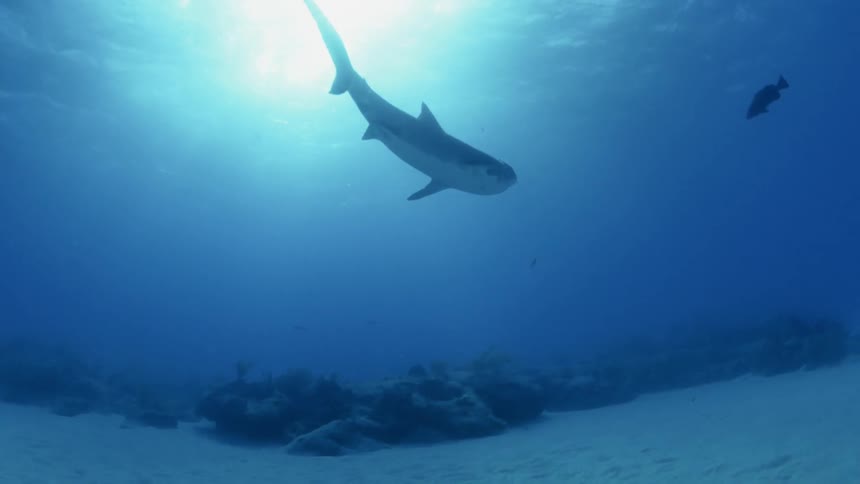 Sharks and fish swim underwater